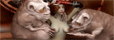 3D Monster Sex